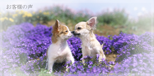 �������A���W���G���[ �����H���[���@REVOIR�@���q�l�̐�